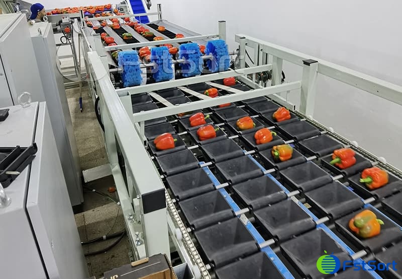 images/1702542018332bell pepper weight grading line.jpg